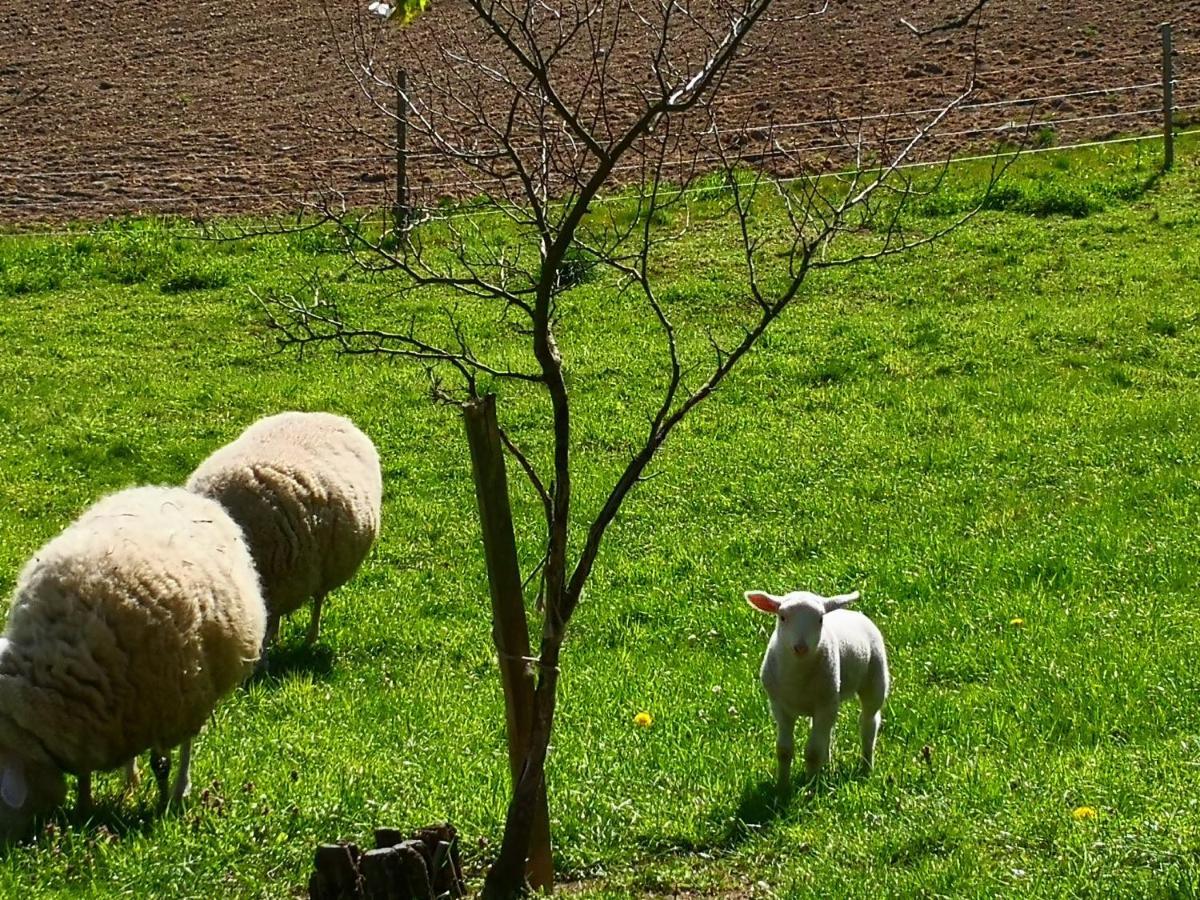 Ferienwohnungen 1 Bis 4 "Pumphut'S Scheune" Lengenfeld  Bagian luar foto