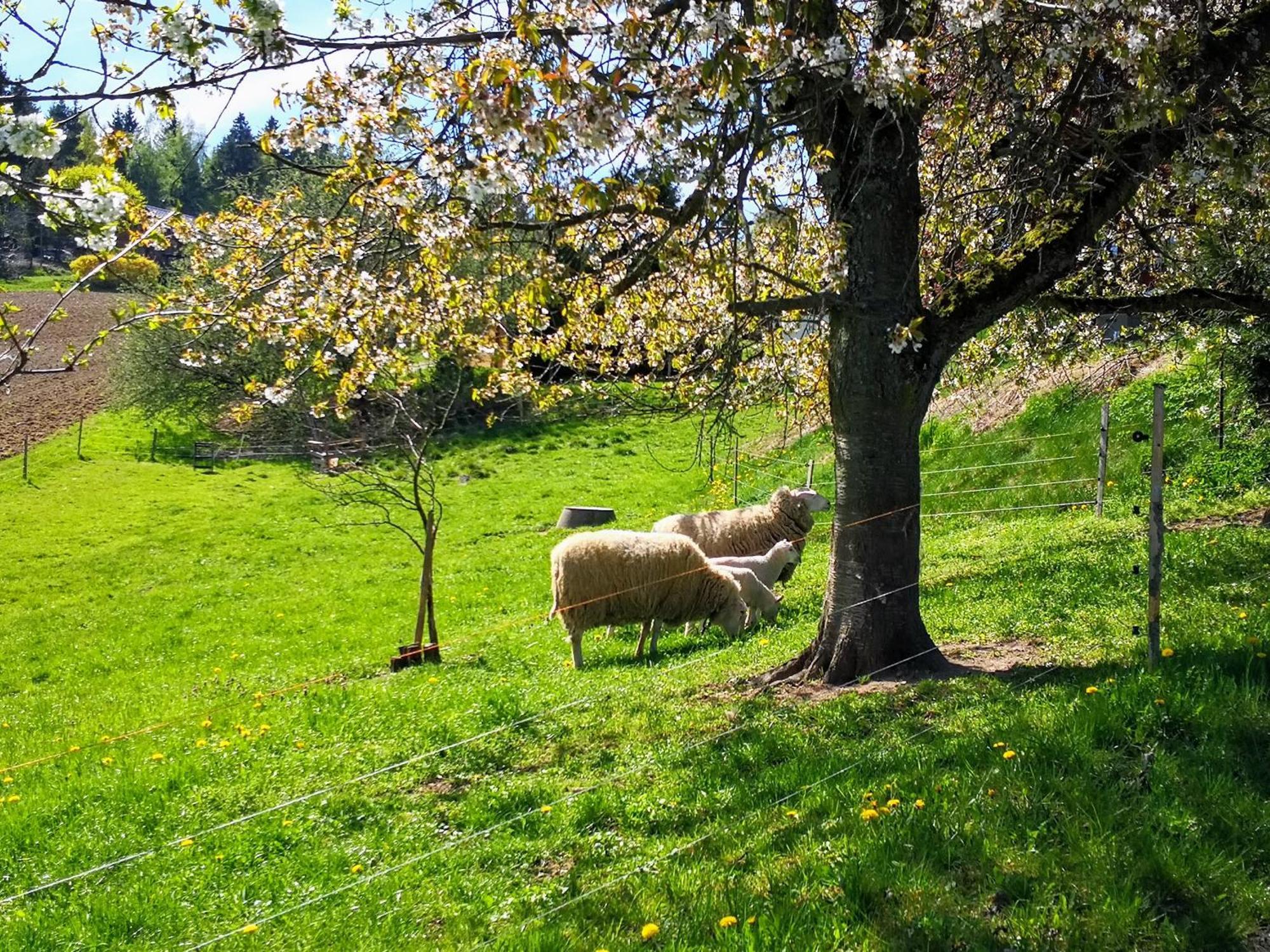 Ferienwohnungen 1 Bis 4 "Pumphut'S Scheune" Lengenfeld  Bagian luar foto
