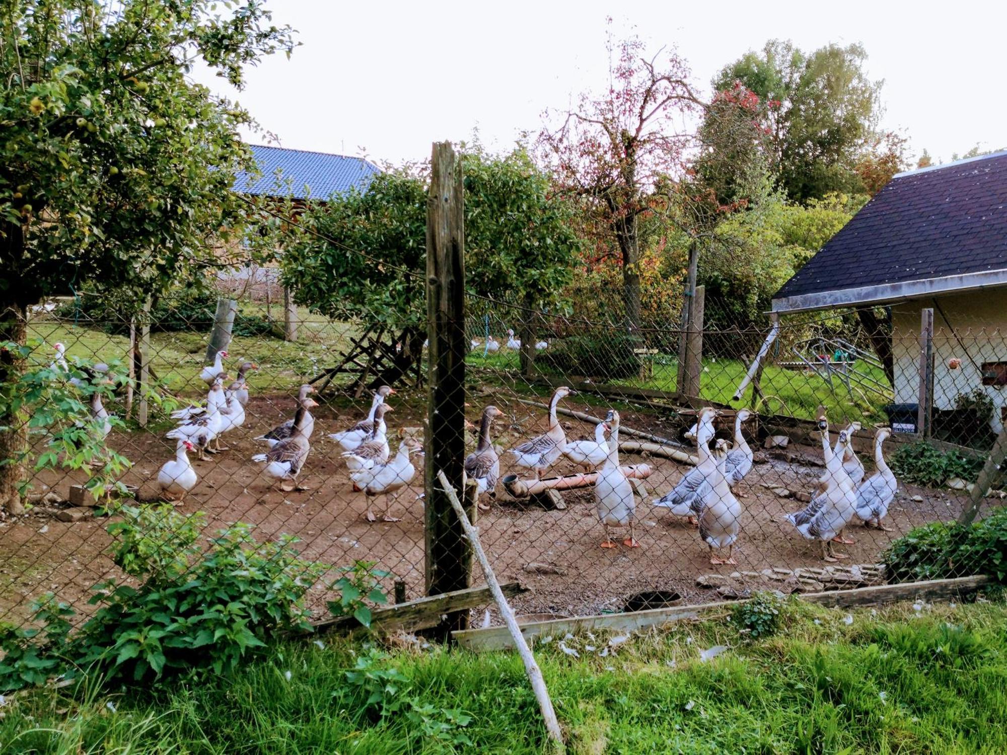 Ferienwohnungen 1 Bis 4 "Pumphut'S Scheune" Lengenfeld  Bagian luar foto
